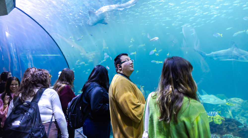 Students watch fish swim at Shedd Aquarium.