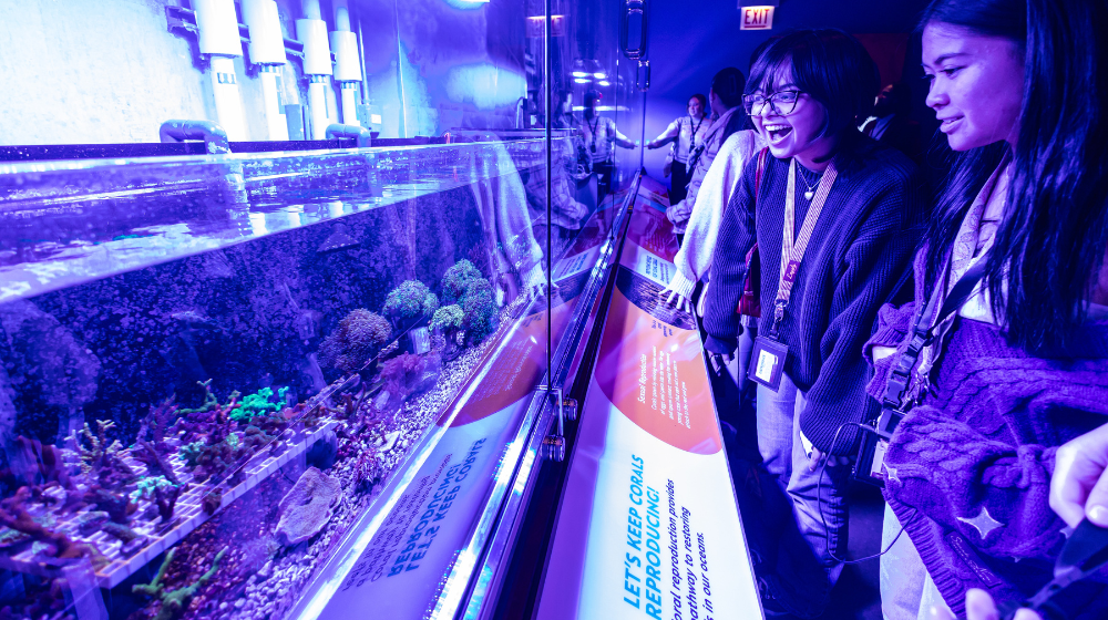 Students look excitedly at the fish in Shedd Aquarium.