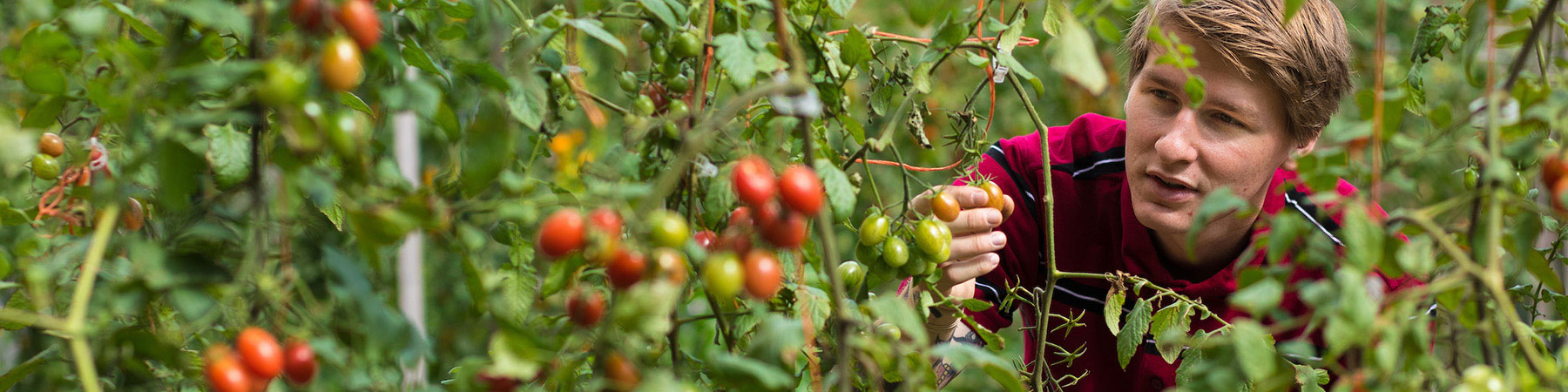 Loyola student works outside at farmers market