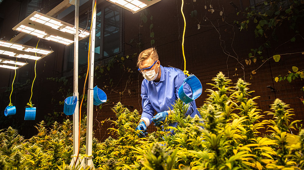 Kevin Erickson working with hemp plants in the SES greenhouse