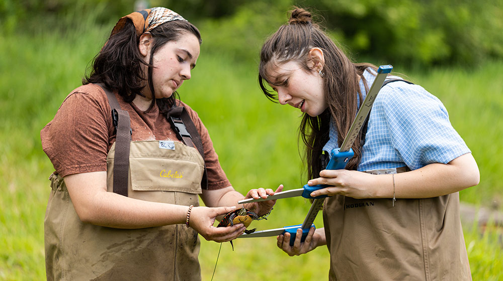 Two students measuring the length of a painted turgle