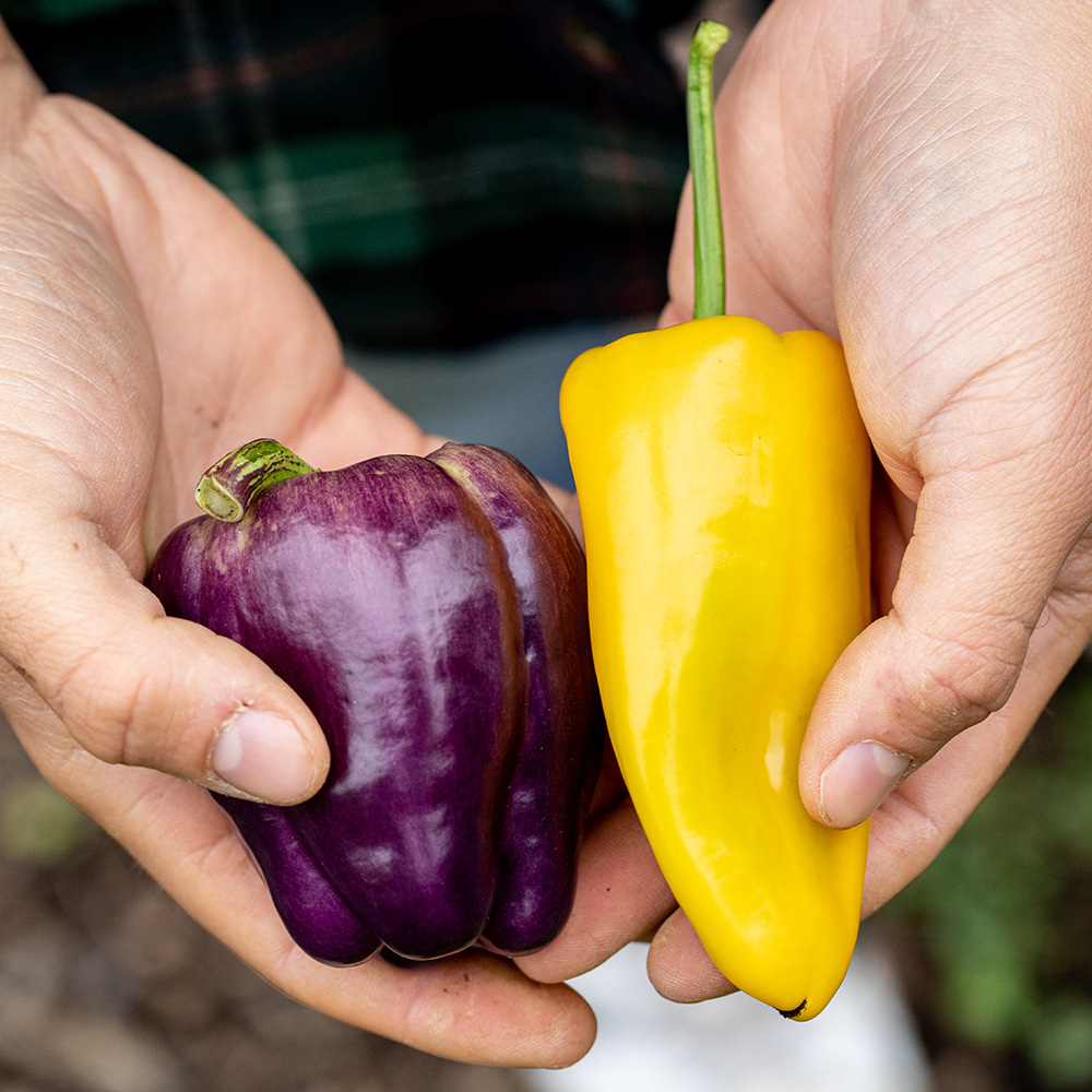 colorful peppers