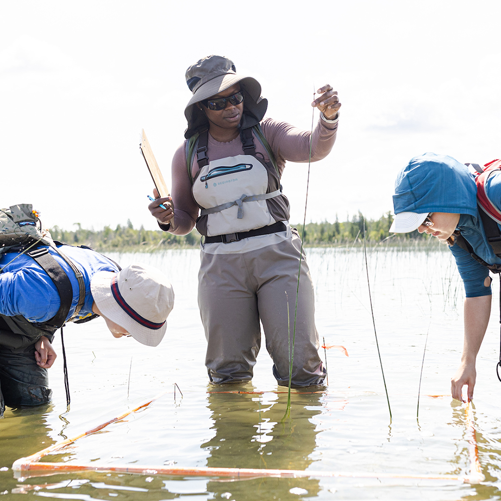 Blessing Aleladia in waders in a Michigan wetland